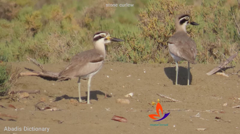stone curlew